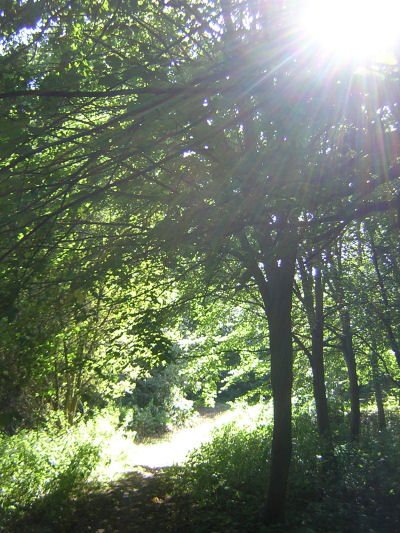 Trees in Vavasseur's Wood